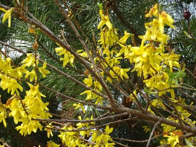 forsythia intermedia