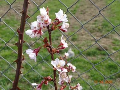 prunus Ruby pui