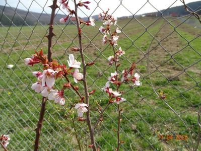 prunus Ruby pui