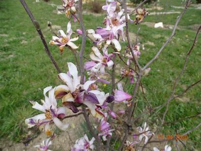 magnolia stellata Rosea