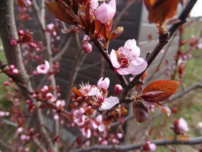 prunus cerasifera Nigra