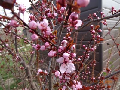 prunus cerasifera Nigra