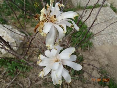 magnolia stellata