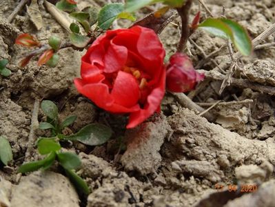 chaenomeles Red Joy