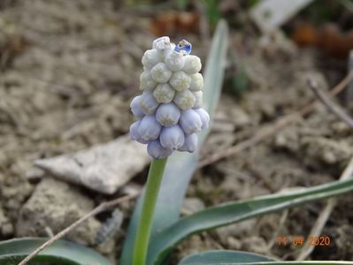 muscari botryoides Album