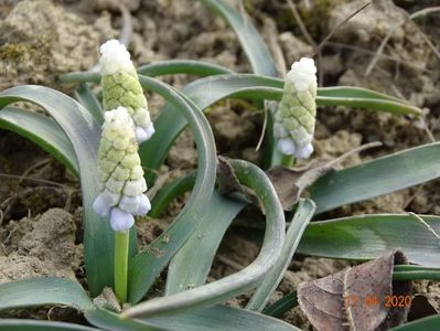 muscari botryoides Album