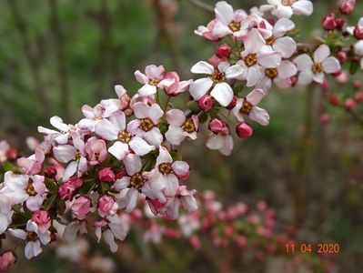 spiraea Fujino Pink