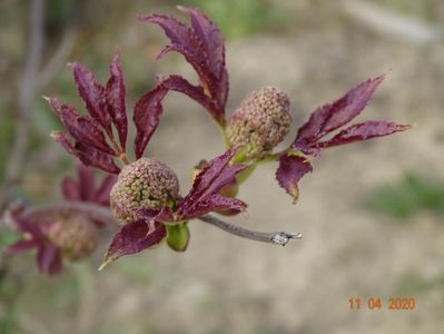 sambucus Sutherland Gold