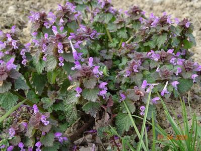 lamium purpureum