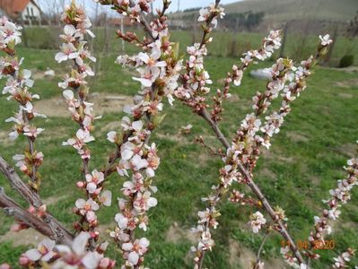 prunus tomentosa