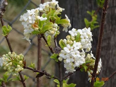 viburnum farreri Candidissimum