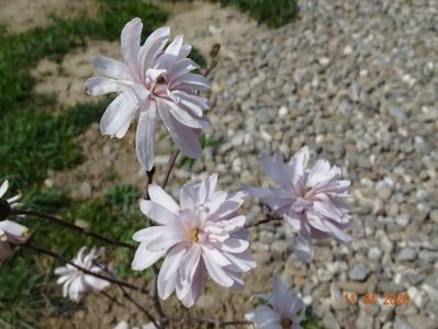 magnolia stellata Chrysanthemumiflora