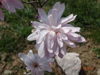 magnolia stellata Chrysanthemumiflora