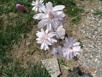 magnolia stellata Chrysanthemumiflora