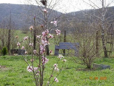 magnolia stellata Rosea