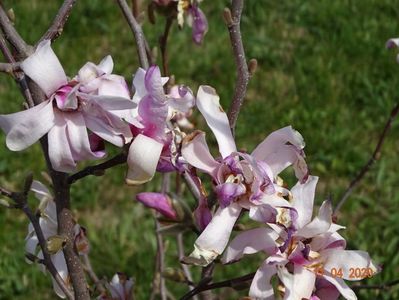 magnolia stellata Rosea