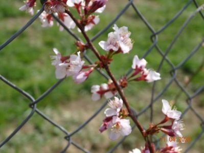 prunus Ruby pui