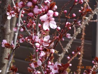 prunus cerasifera Nigra