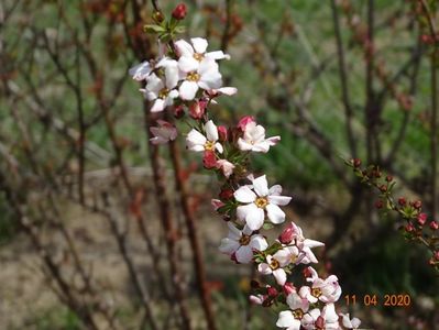 spiraea Fujino Pink