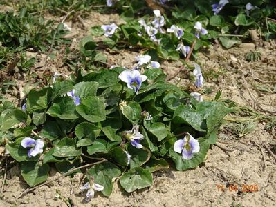 viola sororia Hungarian Beauty