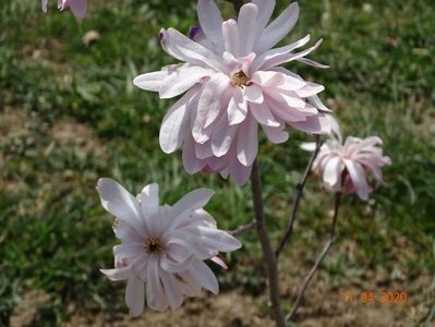 magnolia stellata Chrysanthemumiflora