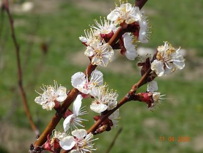 prunus armeniaca