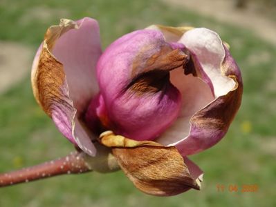 magnolia Rustica Rubra compromisa anul asta