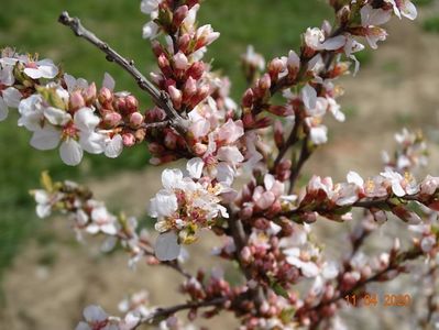 prunus tomentosa