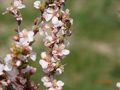 prunus tomentosa