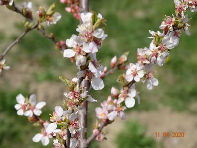 prunus tomentosa