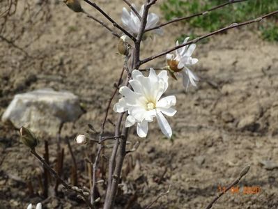 magnolia stellata Royal Star