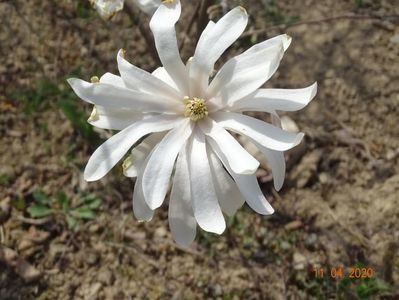 magnolia stellata Royal Star