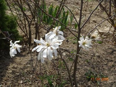 magnolia stellata Royal Star