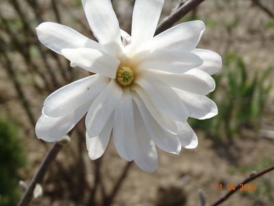 magnolia stellata Royal Star