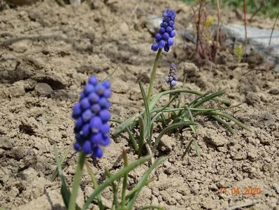 muscari armeniacum