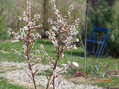 prunus tomentosa