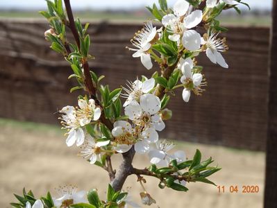 prunus spinosa