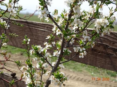 prunus spinosa