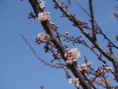 prunus cerasifera Trailblazer