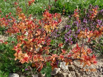 spiraea Goldflame