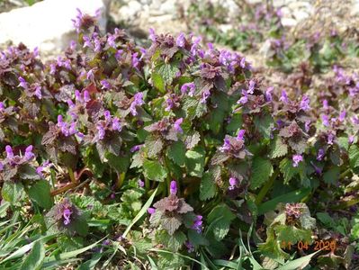 lamium purpureum