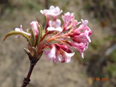 viburnum bodnantense Dawn