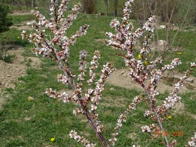 prunus tomentosa