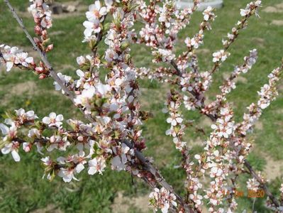 prunus tomentosa