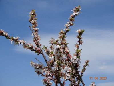 prunus tomentosa