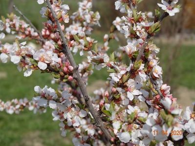 prunus tomentosa