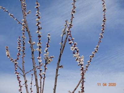 prunus armeniaca