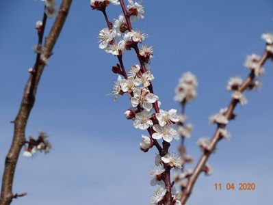 prunus armeniaca