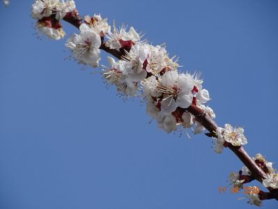 prunus armeniaca