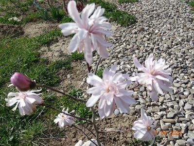 magnolia stellata Chrysanthemumiflora